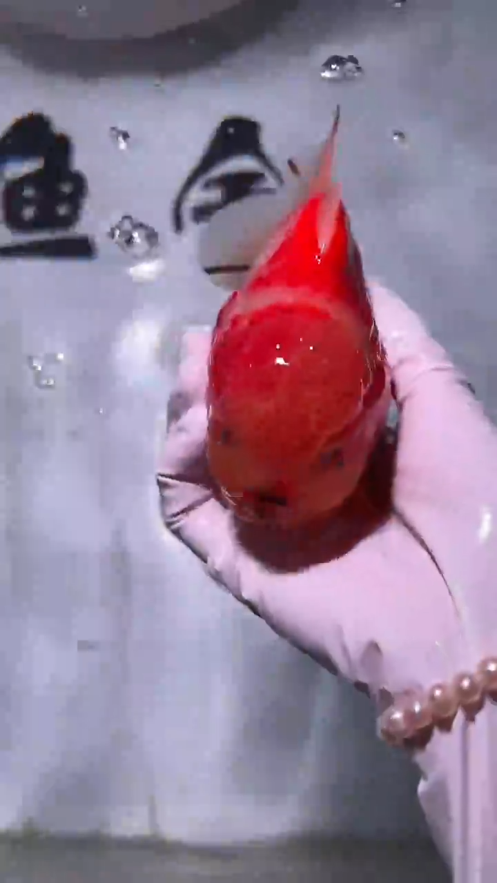 金鱼精品泰狮一只以直播间为准