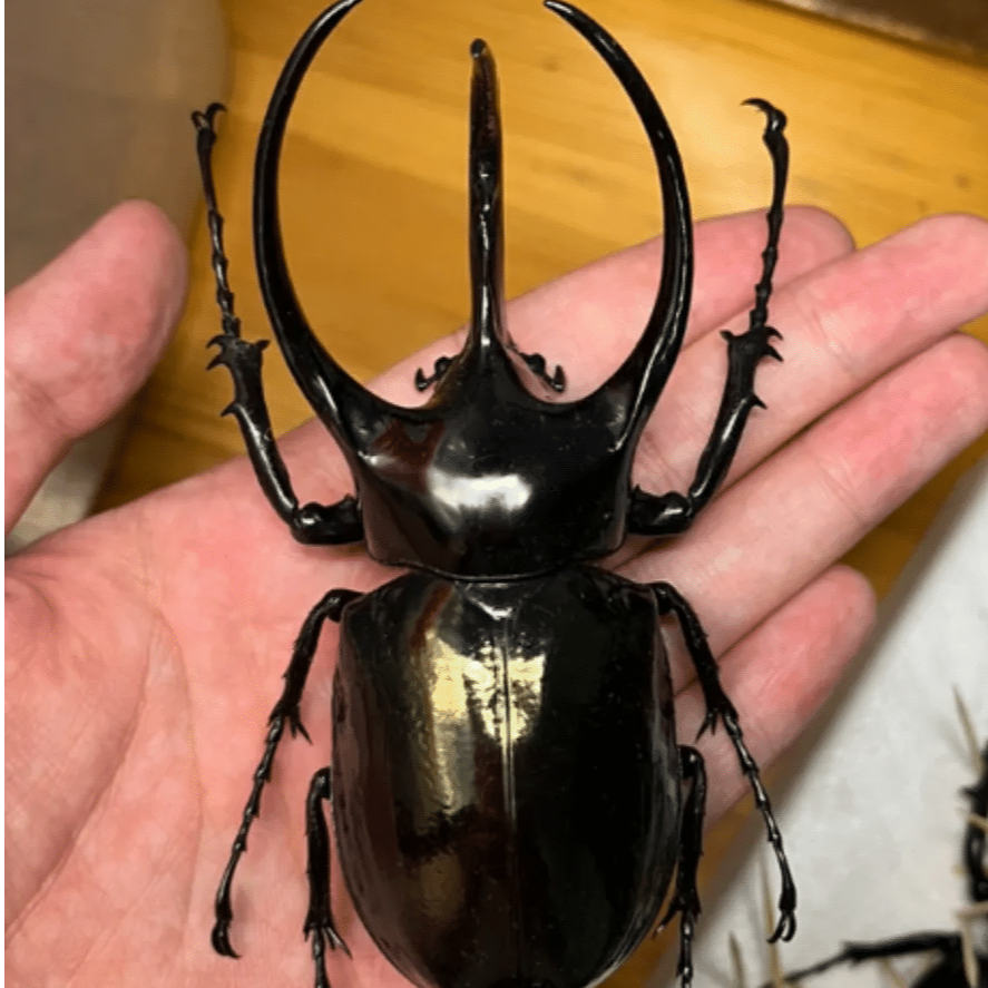 南阳cck L3 89.3克幼虫2（下单时可以询问当日克重）