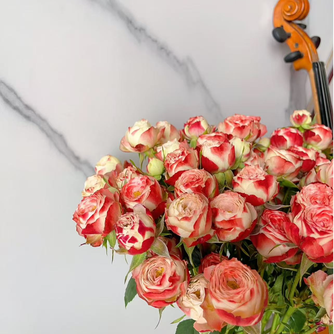 [牛牛甄选]AA级野草莓多头玫瑰 一单包邮 云南昆明基地现采现发