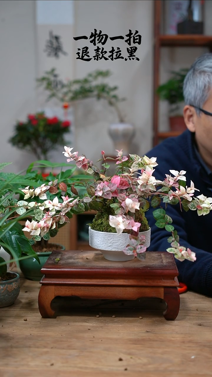 完全开放壮****壮花叶016