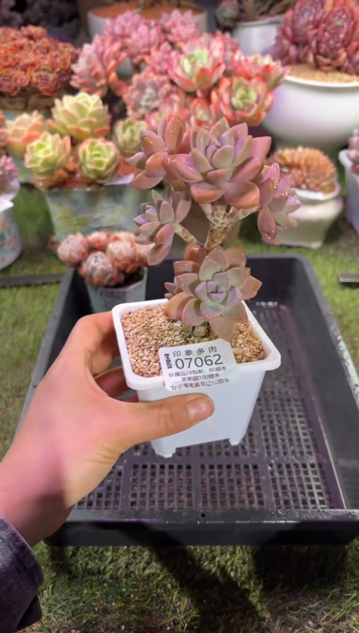 【闪购商品】07062