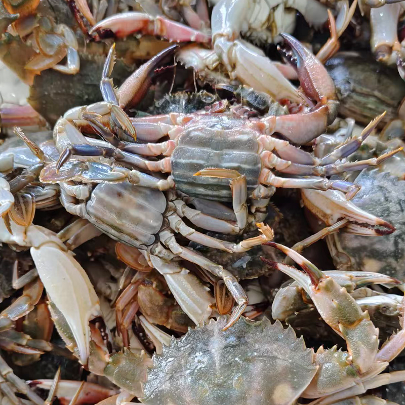 【保鲜不保活】东港中母花盖蟹单只1两以下一斤13-15只 /斤嫌小勿拍