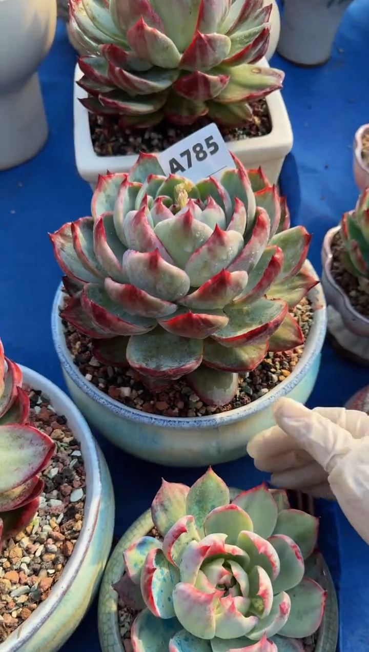 【闪购商品】A785惊鸿仙子（裸根发货）