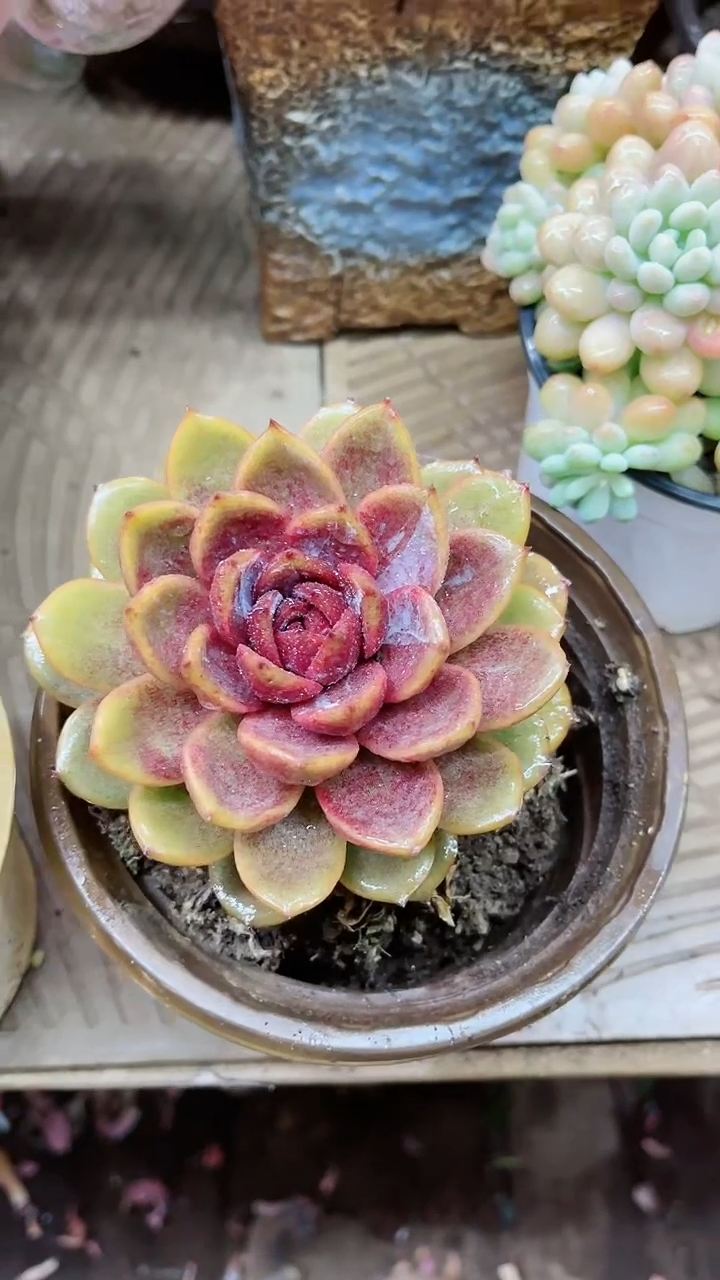 【闪购商品】16032