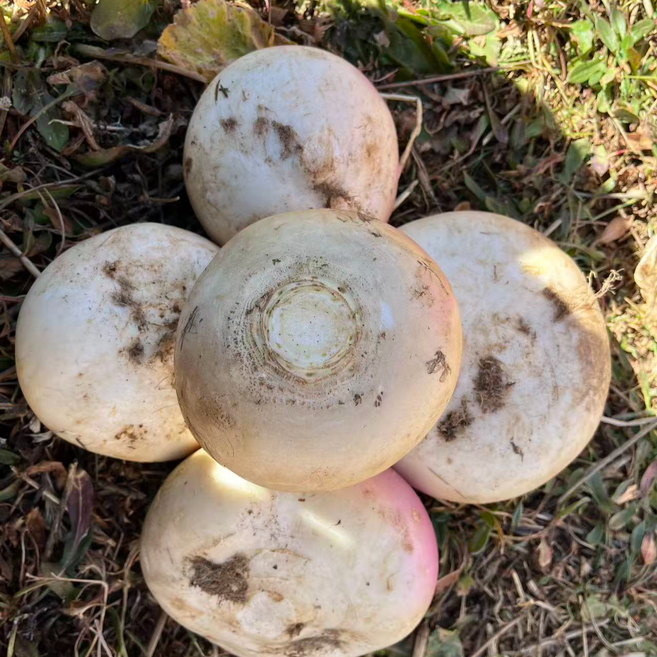 云南高山蔓菁圆白萝卜农家自种清甜脆嫩适合腌制泡菜时令蔬菜