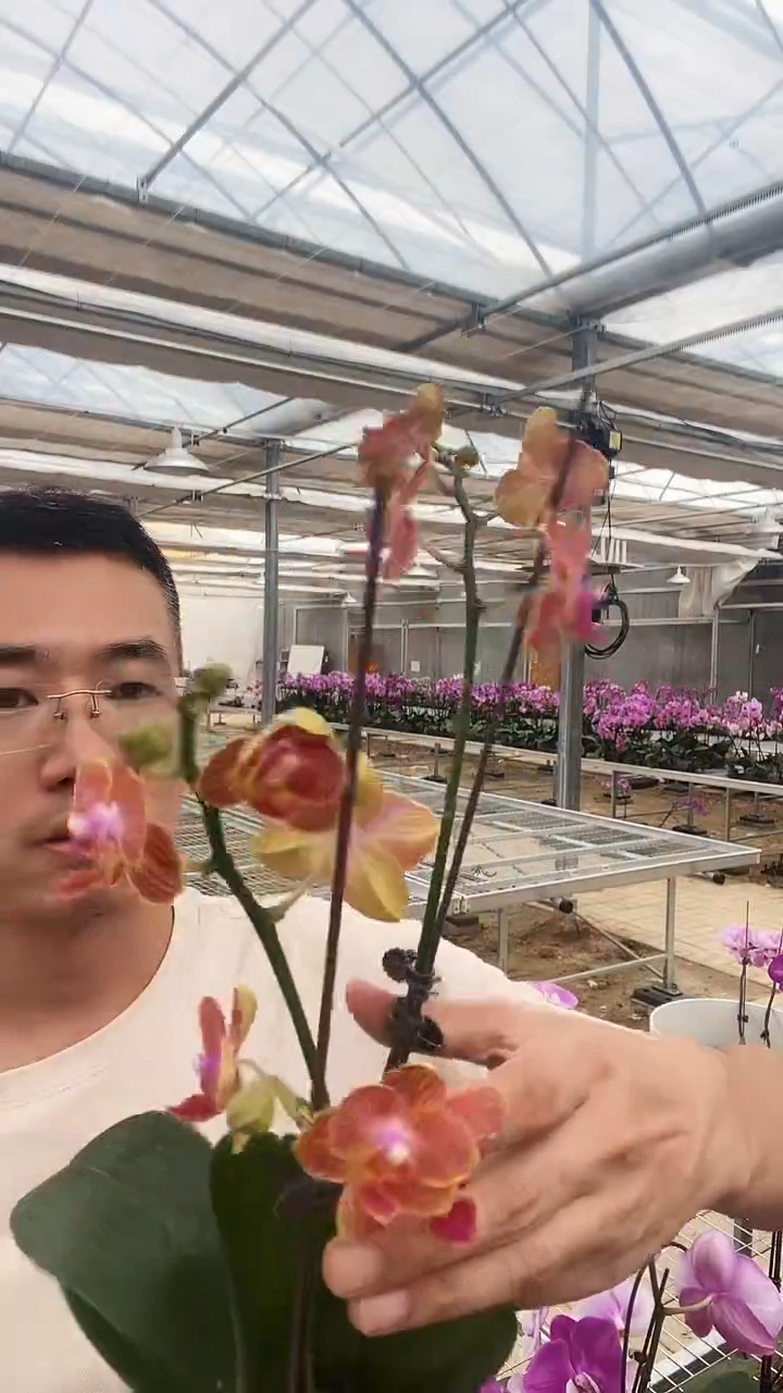 大部分开放少量花苞瑕疵消苞 蜜橙1棵