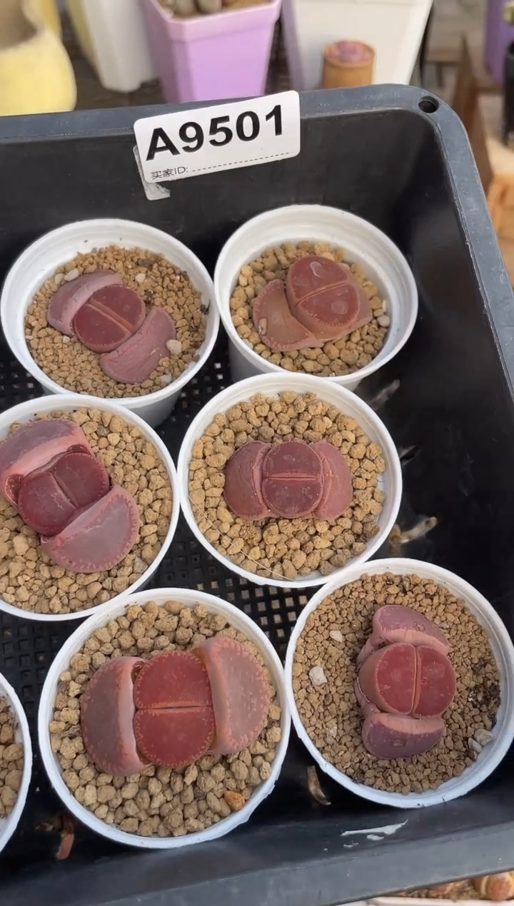 【闪购商品】9501直播一物一拍