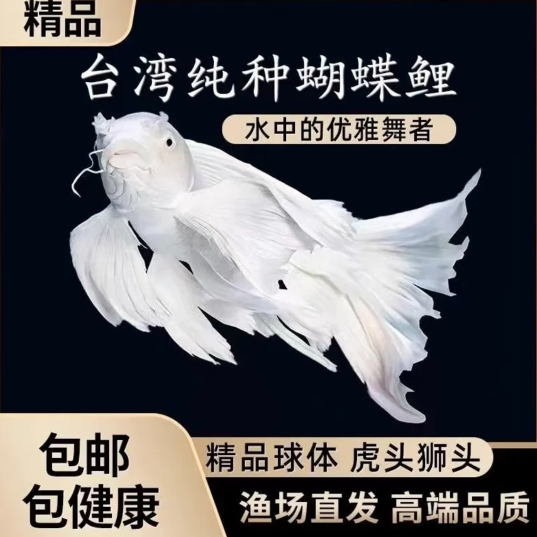 蝴蝶鲤鱼精品纯种台系赛级白短球观赏鱼混养养鱼活体饲养发货