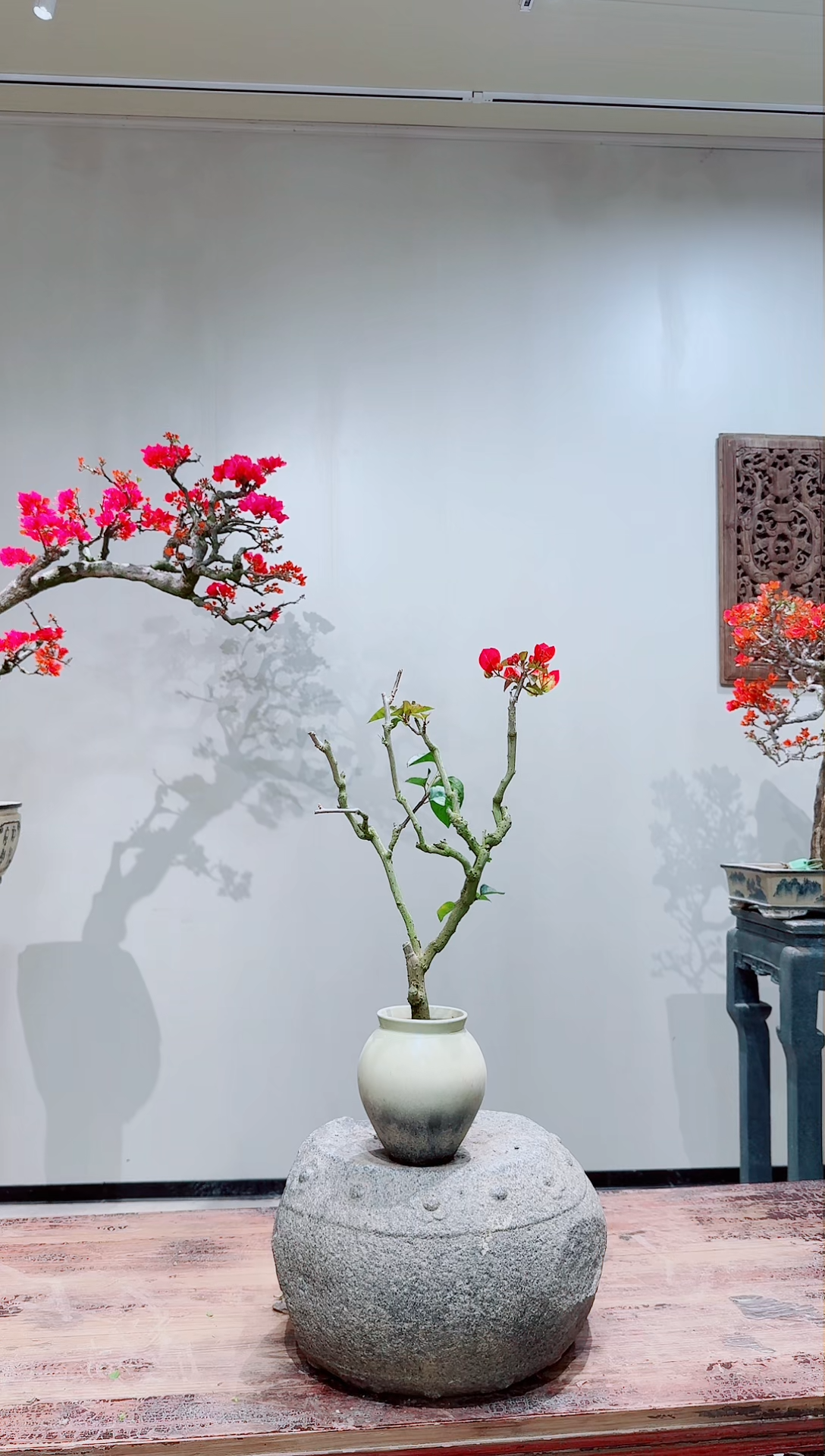 【闪购商品】盆景画报三角梅