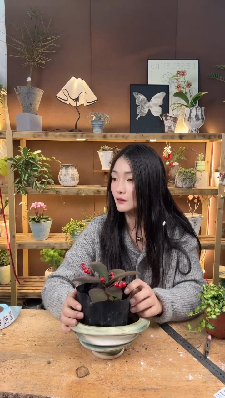 无花朵260虎舌红育苗盆