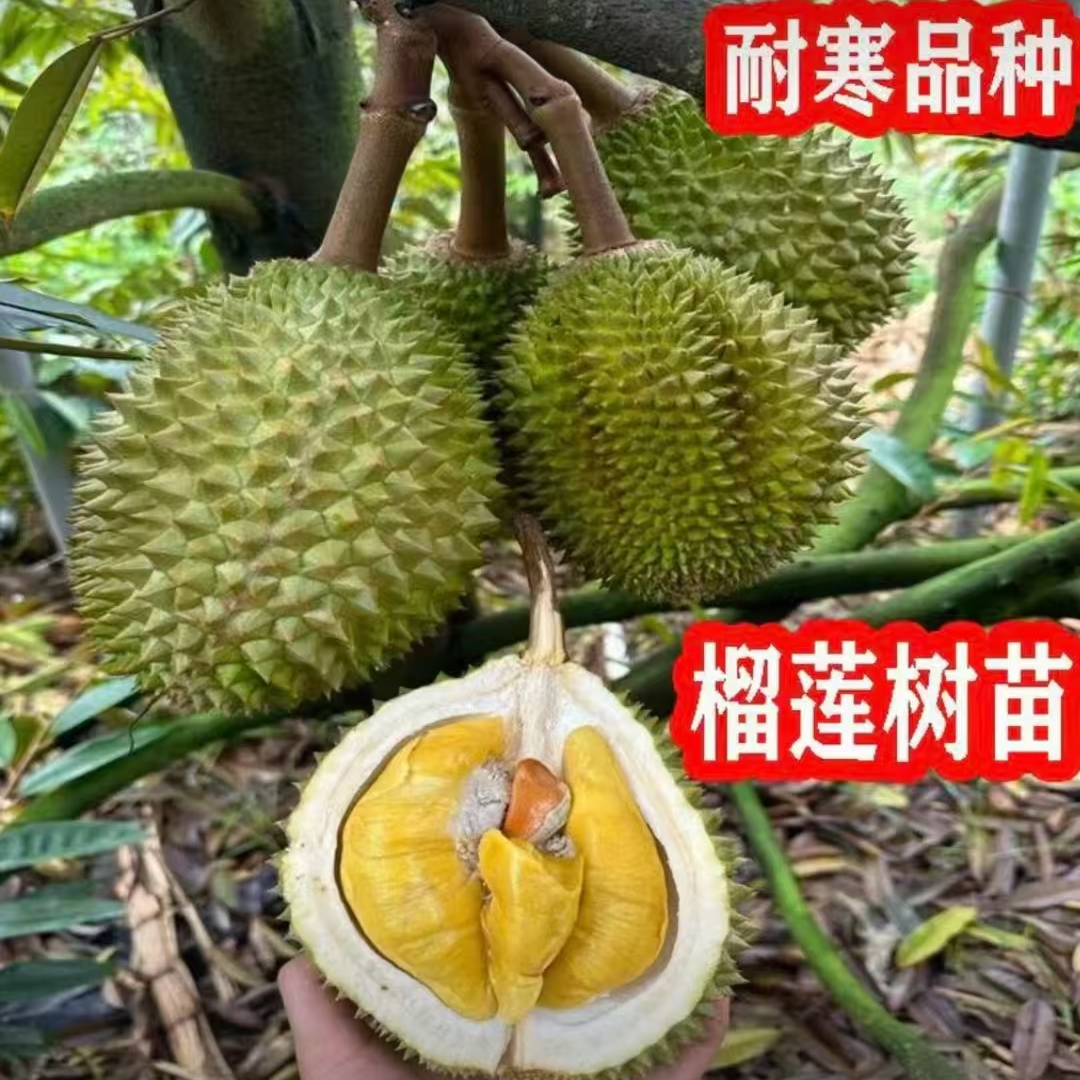 正宗南方北方 可地栽盆栽榴莲树苗 家庭好养-1