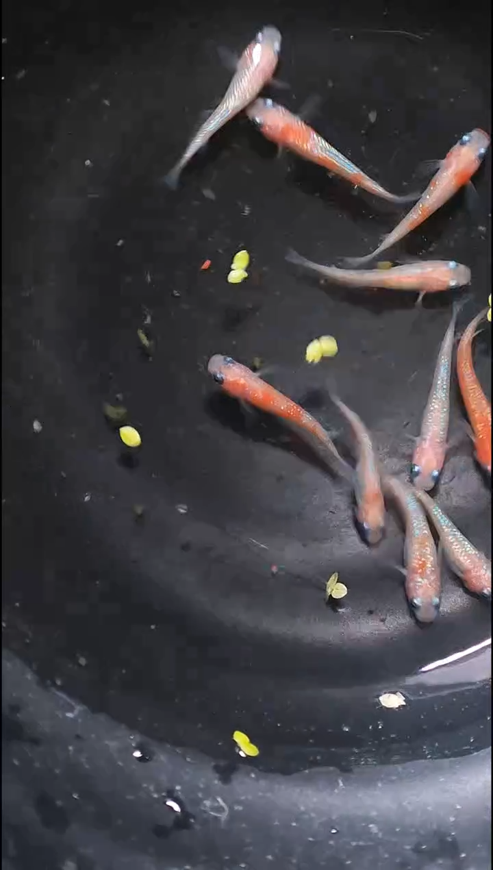 青鳉鱼观背青鳉035