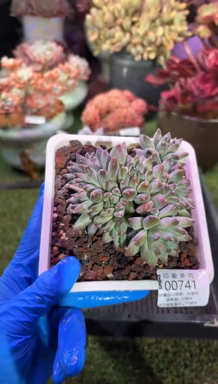 【闪购商品】00741