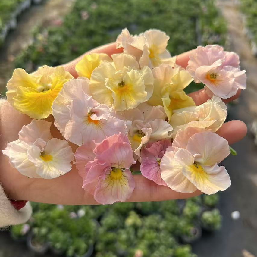 苏州华彩园艺 角堇2颗福袋