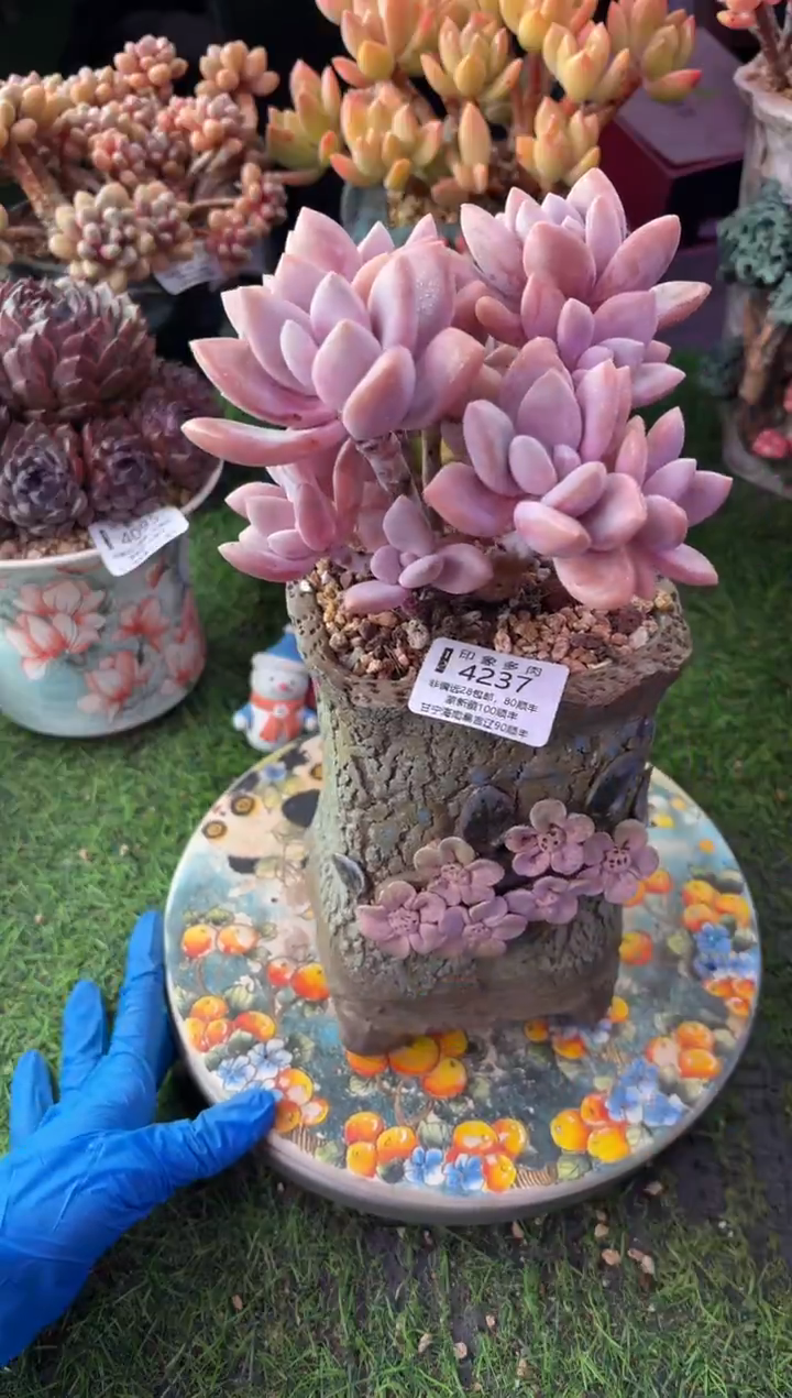 昆明印象多肉4237