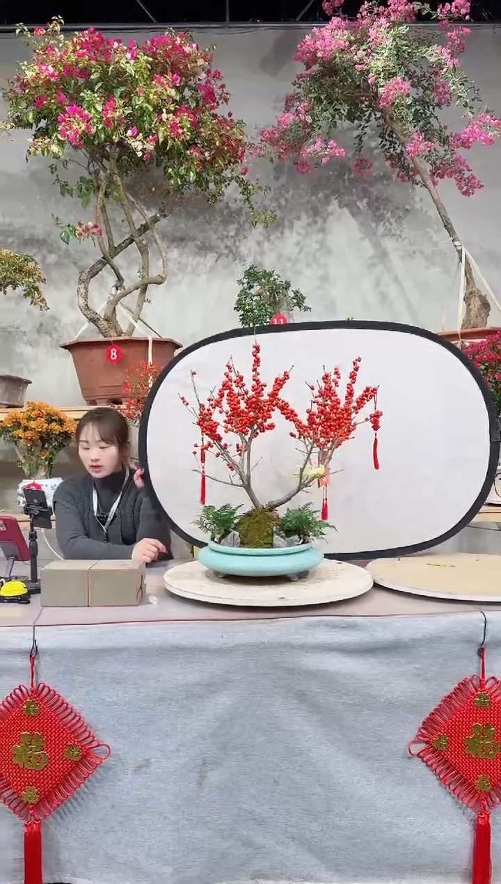 【闪购商品】盆景冬青