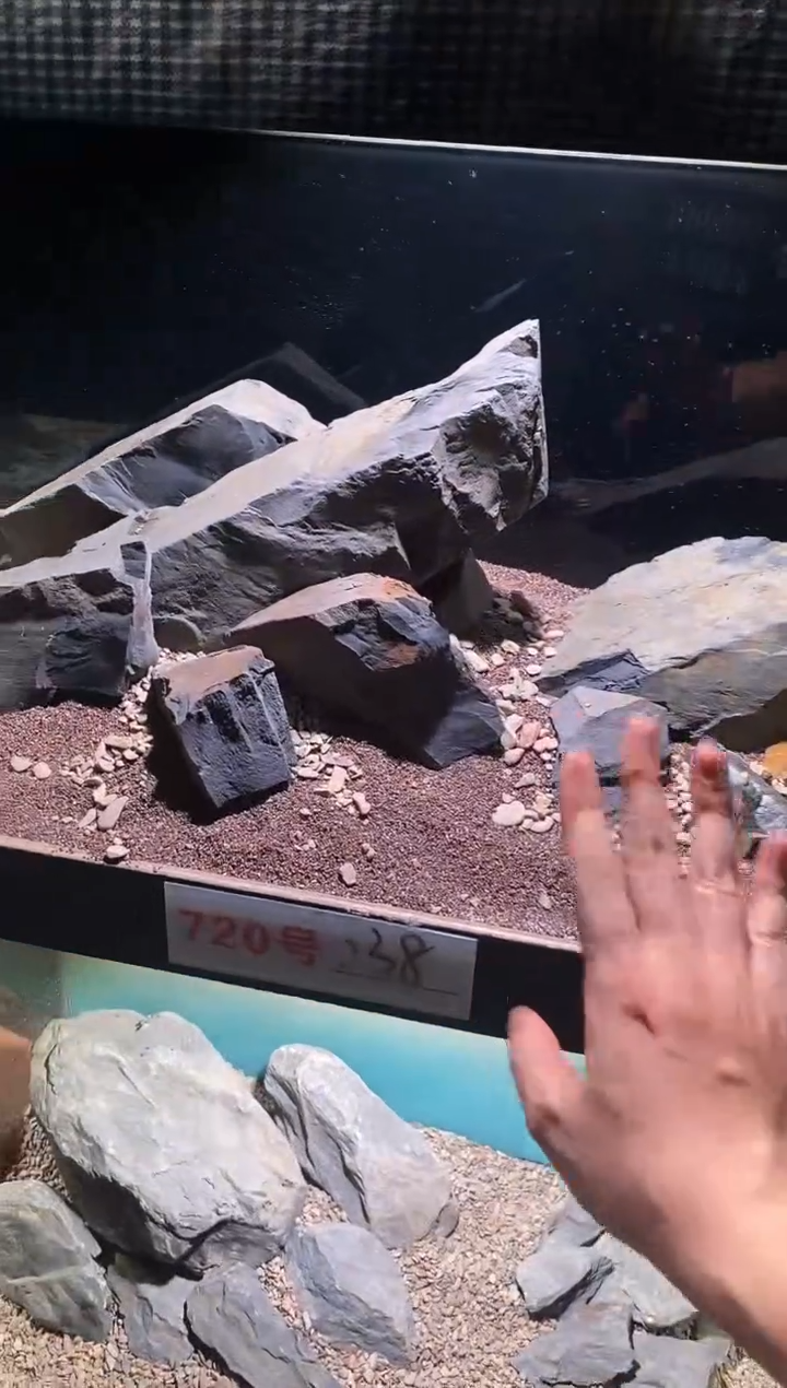720号鱼缸造景（不含底砂） 