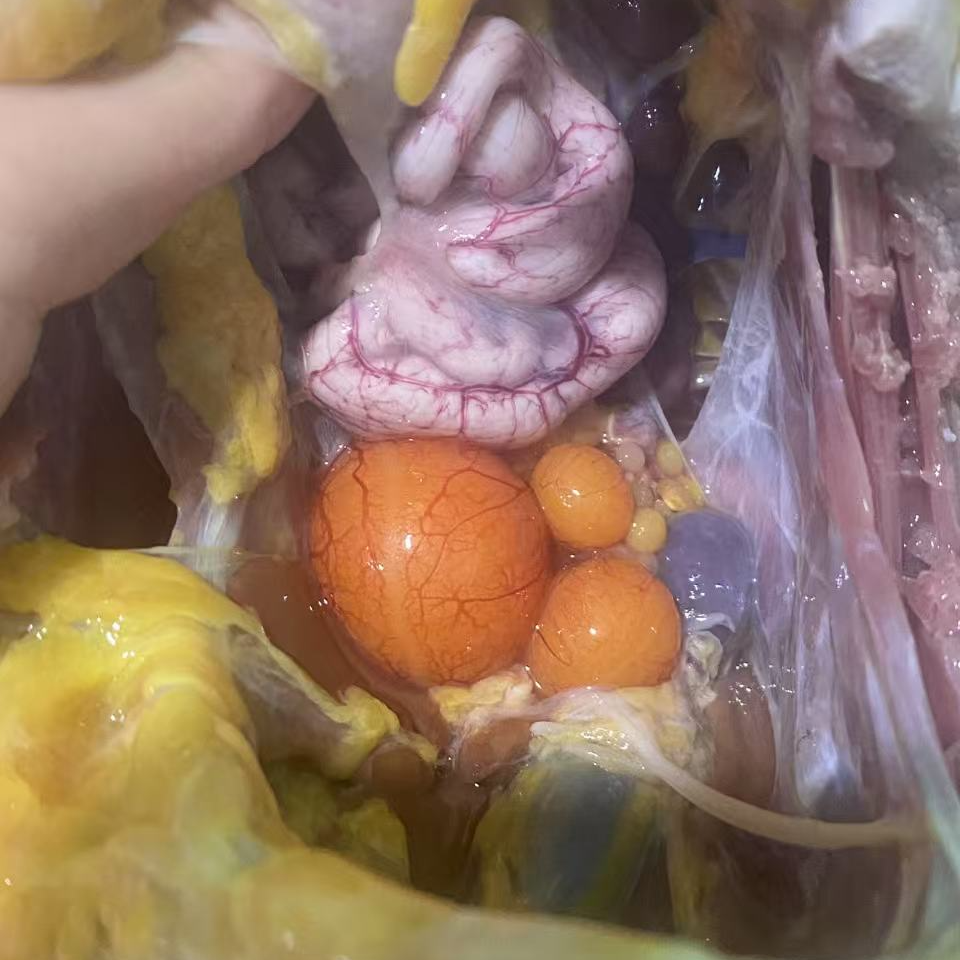 怒江老窝三妹家百里鸡