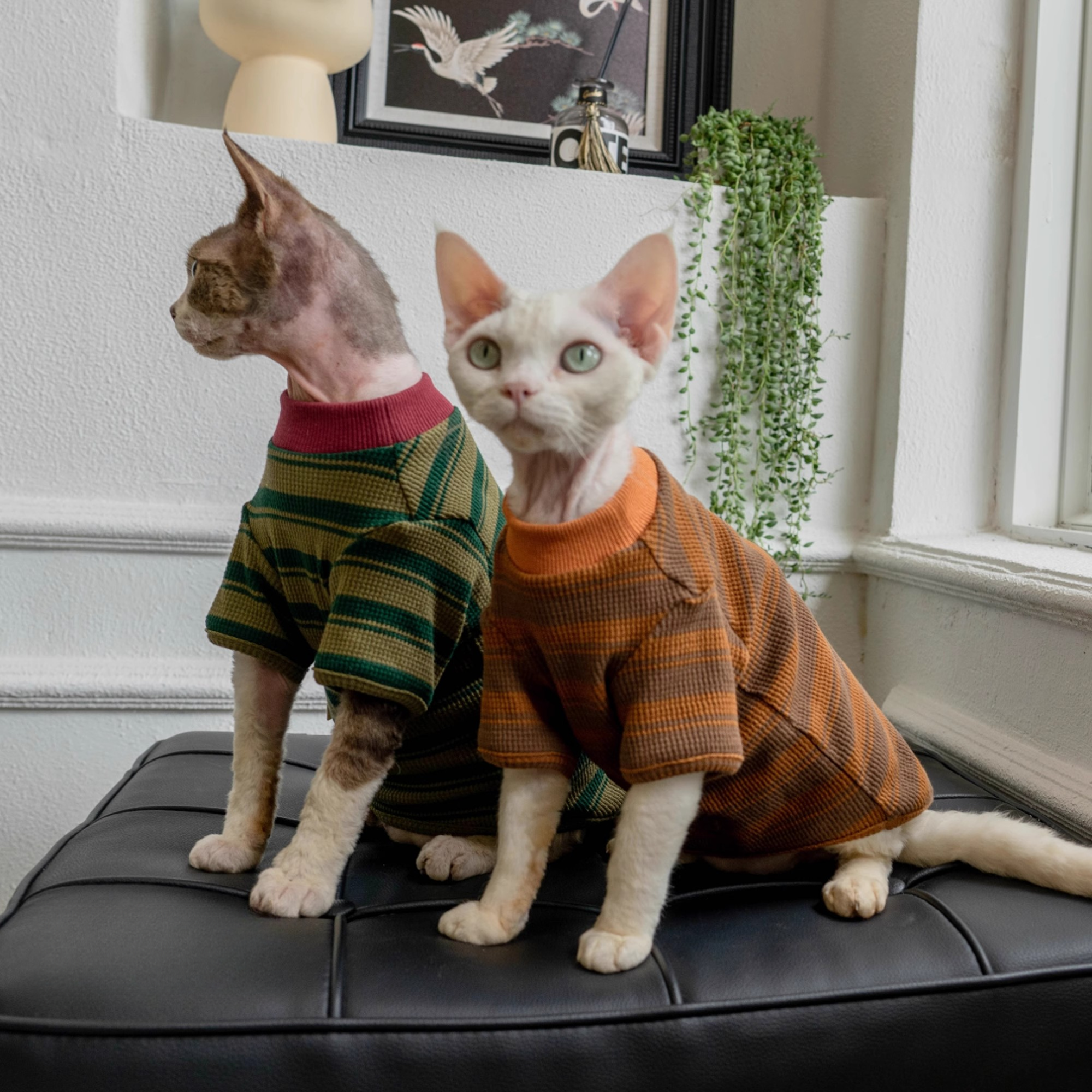 宠物猫咪衣服春秋款德文猫幼猫布偶猫银渐层无毛猫条纹T恤卫衣夏