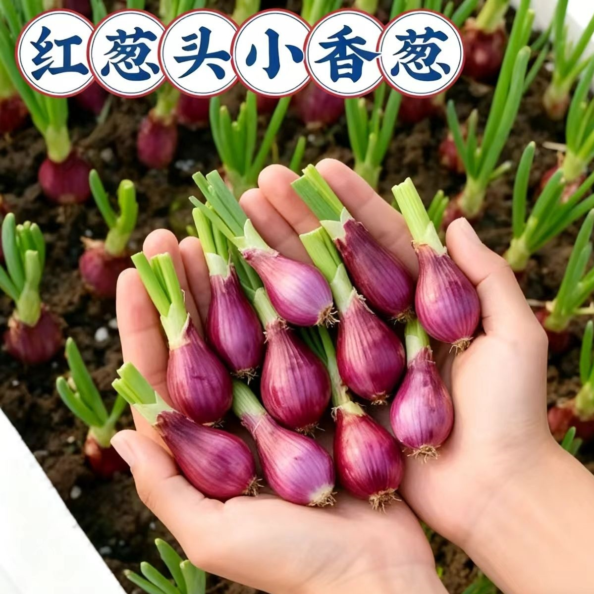 香葱种红葱种盆栽花卉室内外种植四季蔬菜苗子种籽孑小葱火葱种子