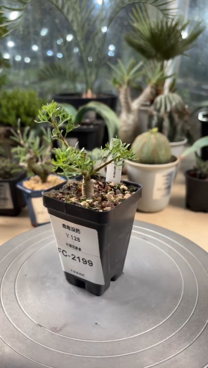 鹿角没药FC-2199