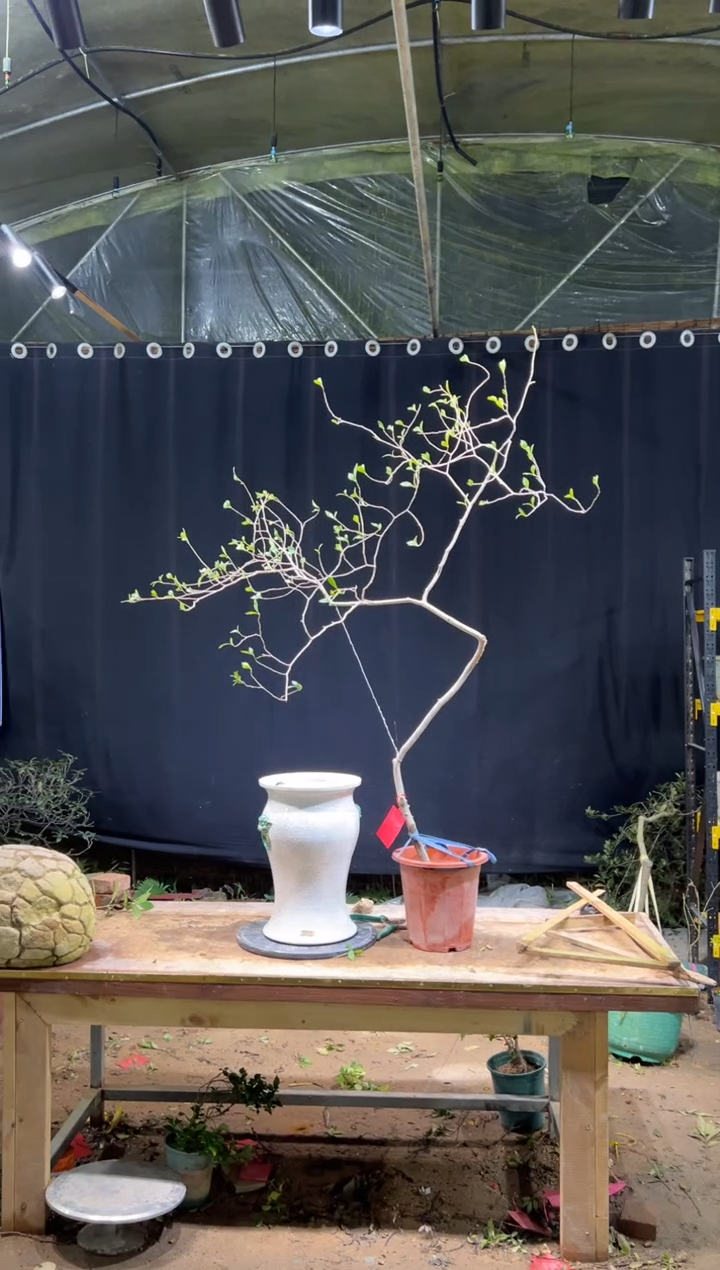 完全开放?****活海岛栀子花