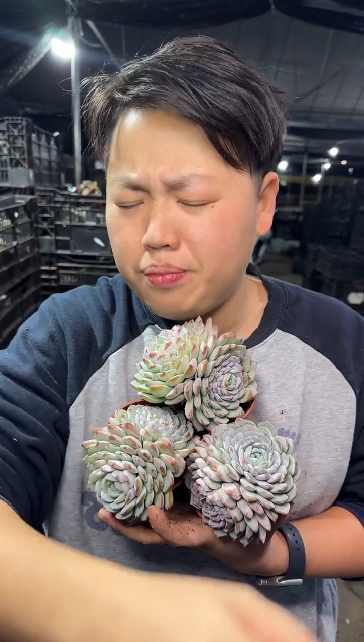 双头起恩宠3颗 5 