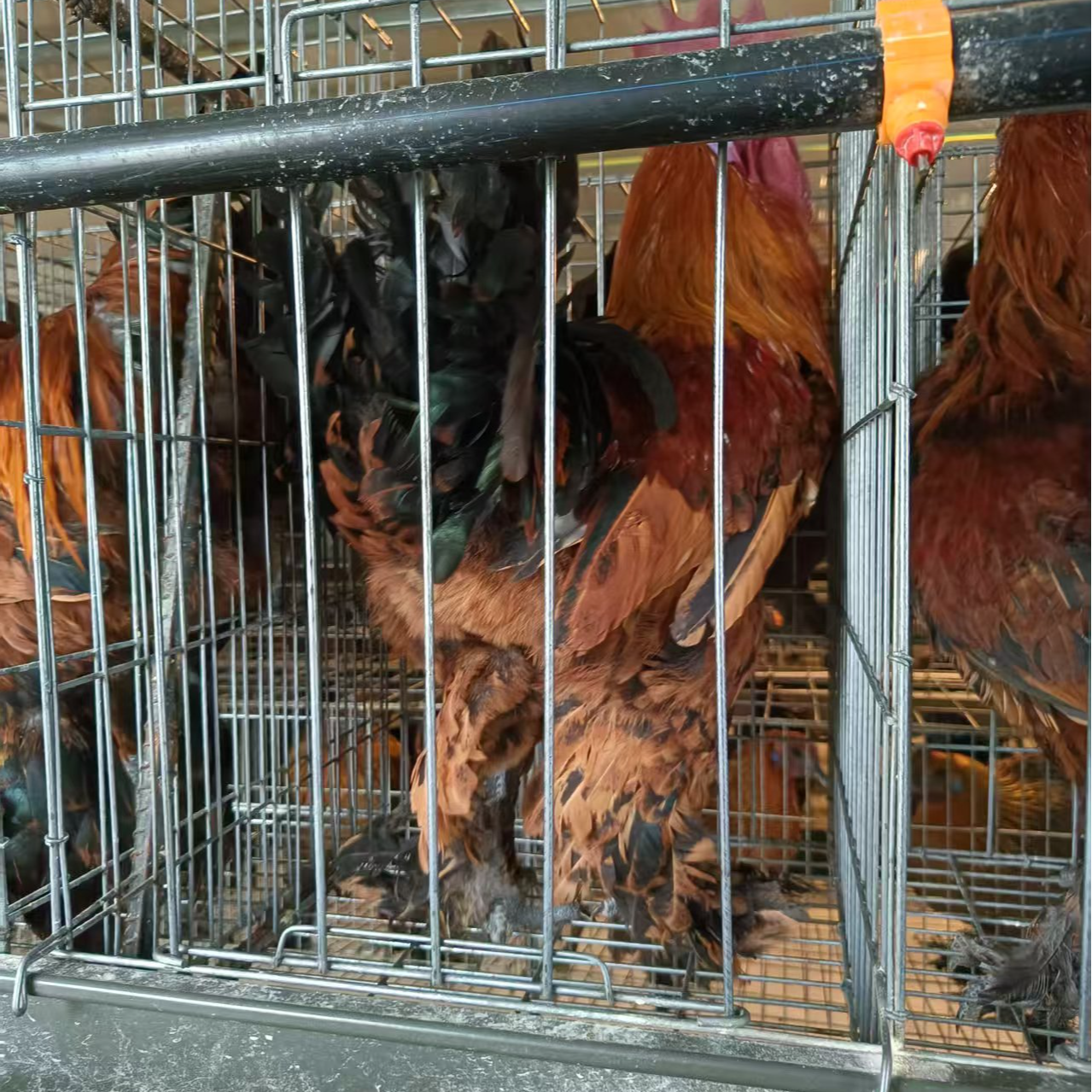 国产婆罗门毛脚无量山系列小宠包邮包活到家