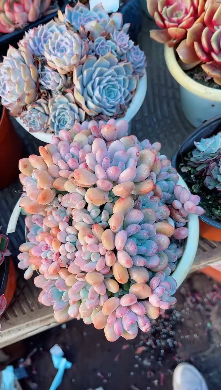 【闪购商品】23194