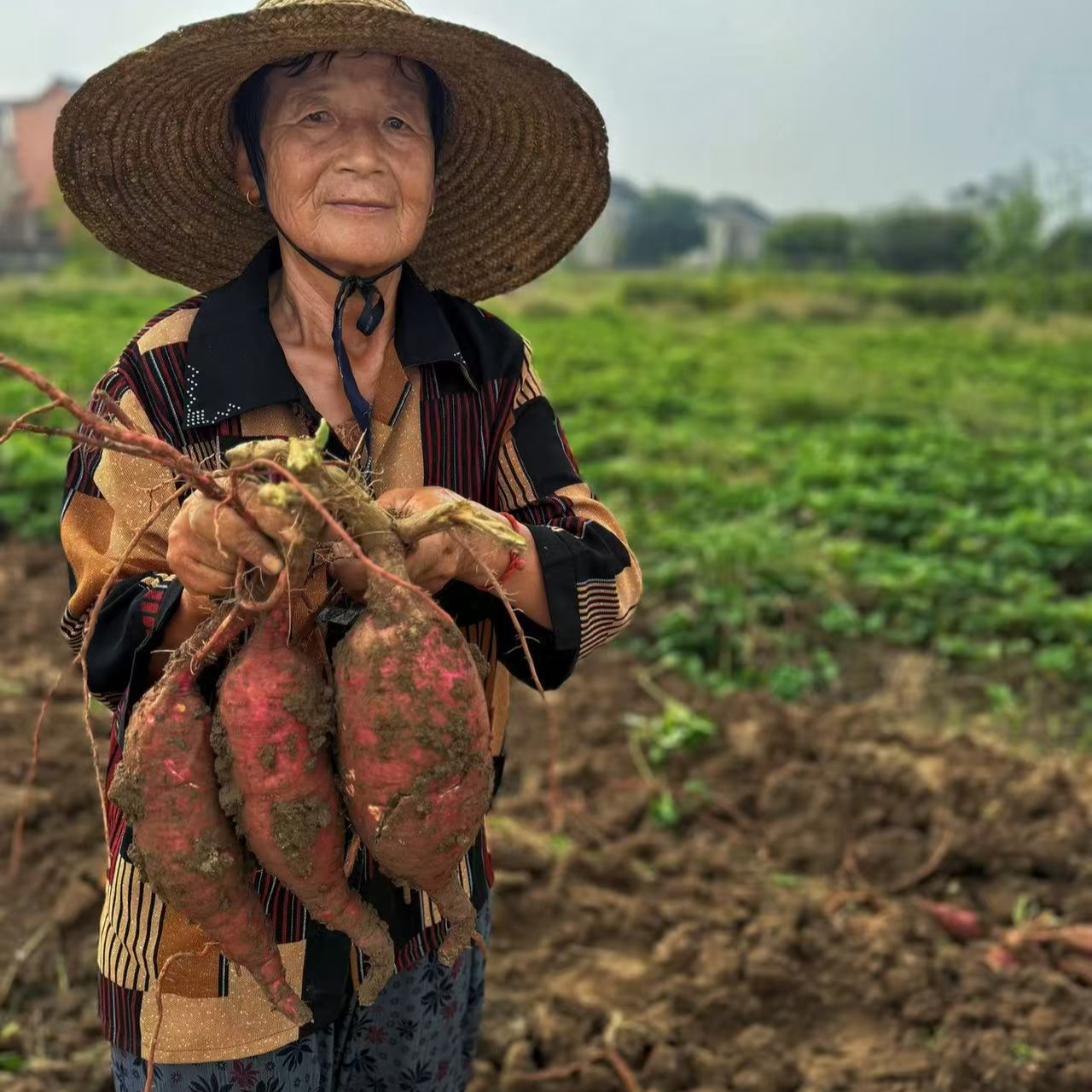 [普禾农场]生态自然放心蔬菜玛莎莉蜜薯