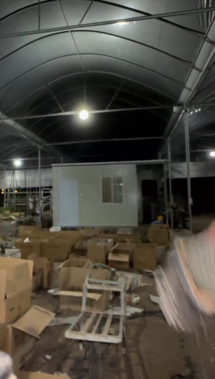 5颗 实生根 拉根