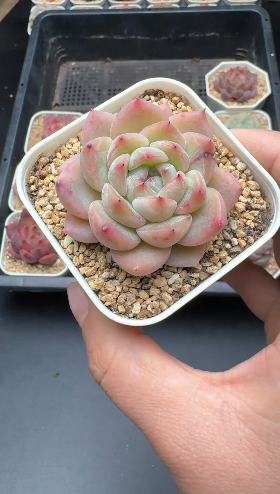 【闪购商品】610A号一物一拍多肉花卉植物拍3颗起发