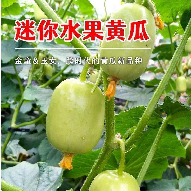 玉女水果甜脆种子脆甜拇指小甜脆种籽四季秋阳台盆栽易种蔬菜种孑商品图