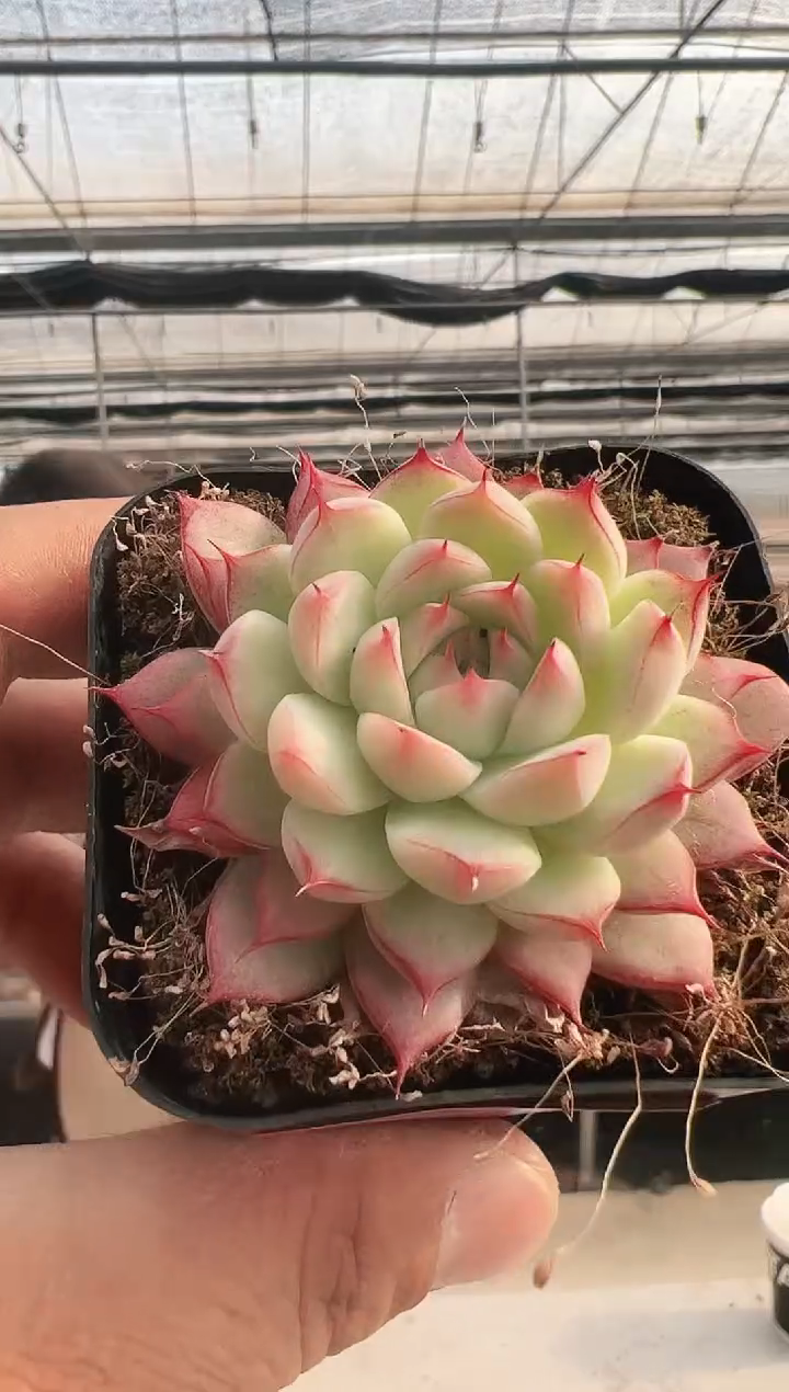 【闪购商品】新款多肉-326