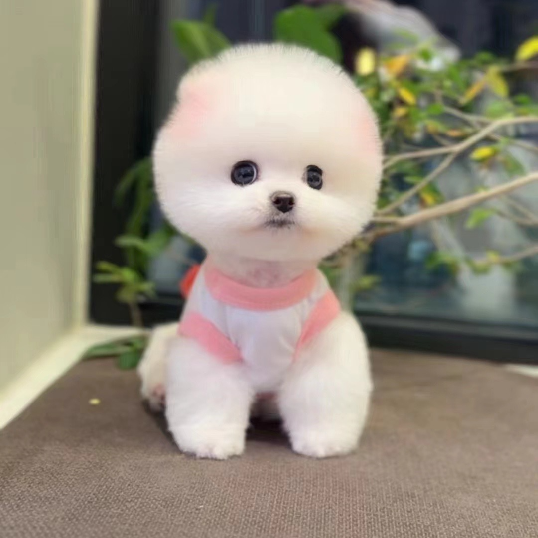 【泡泡家小茶杯】可爱博美宠物活体连接