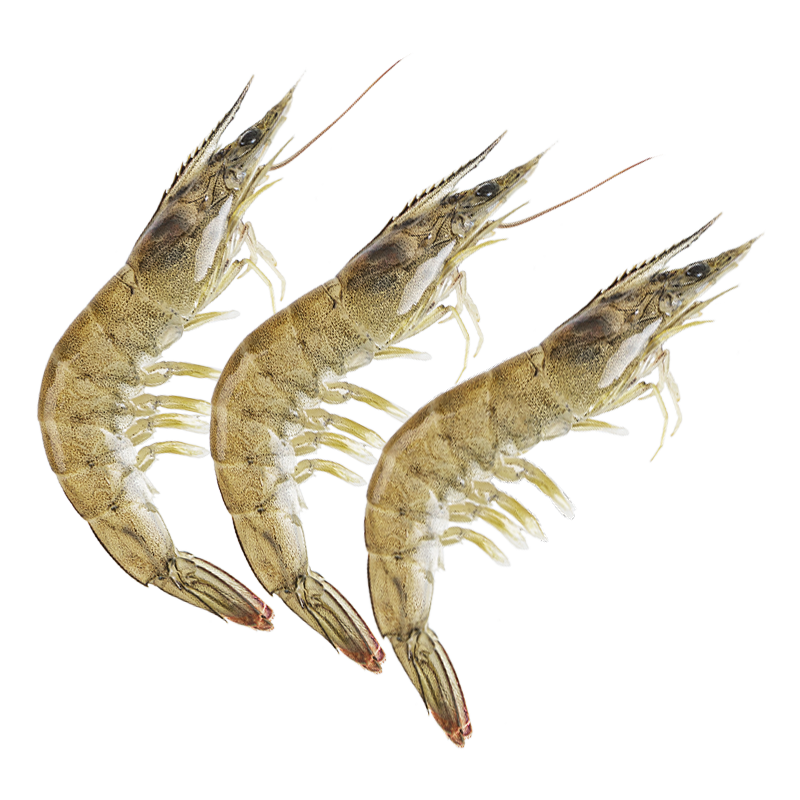 【深广】鲜活大明虾基围虾500g±20g（30只以内）