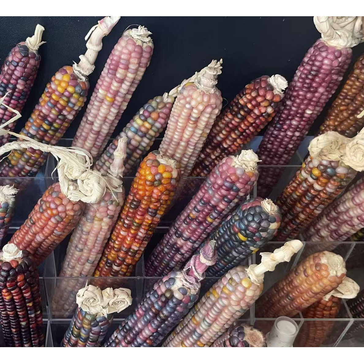 文玩玉米直播间凑单专用链接，私拍不发，NO退NO换，偏远不包邮