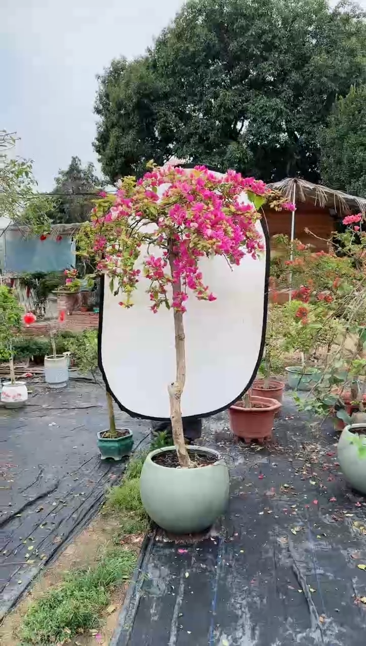 【闪购商品】盆景红缨