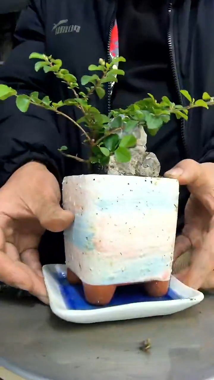 O*中青园艺一物一拍花12