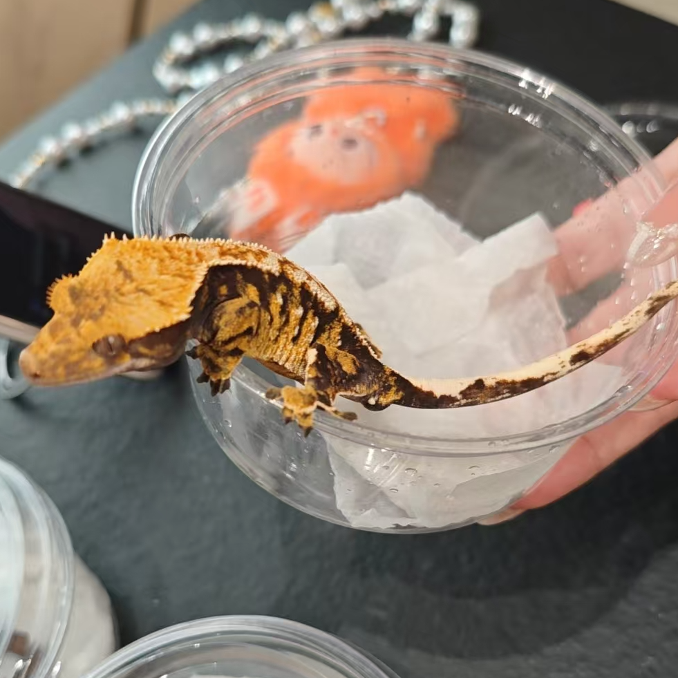 488号睫角守宫橙纹三色公