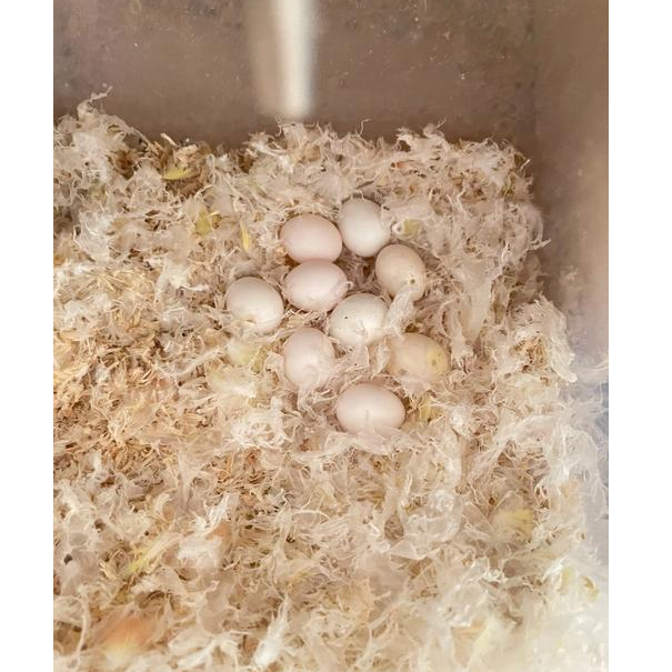  小  太阳 生鲜 蛋1