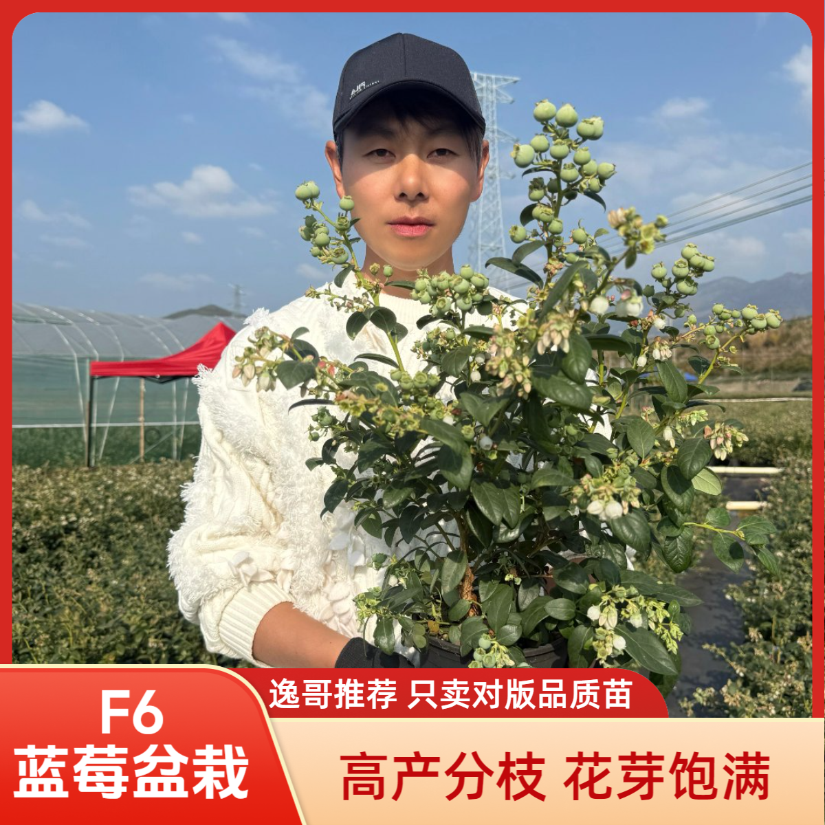 正宗花香蓝莓F6蓝莓果树苗带花适合南北方种植原盆原土阳台B