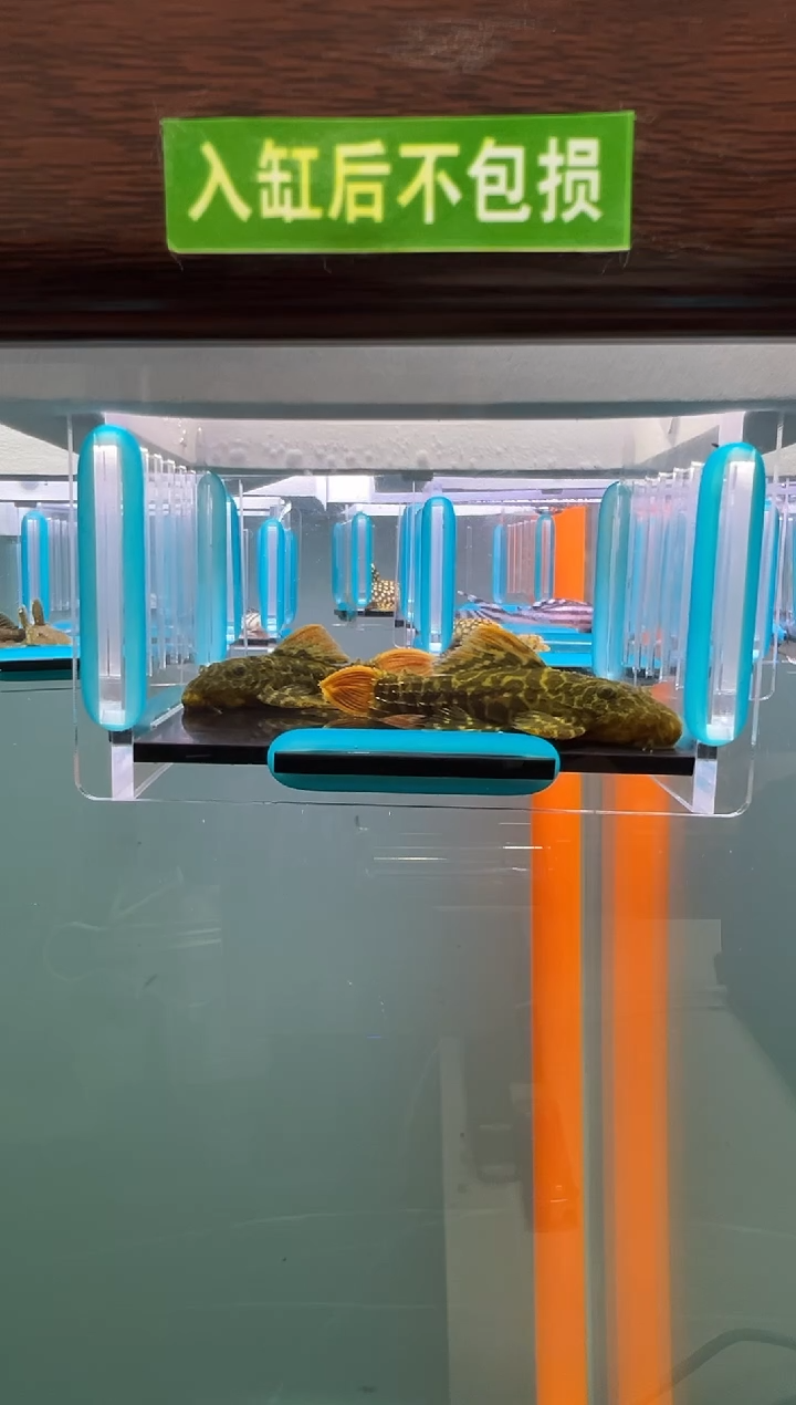 清道夫鱼015号600入缸不包损录制完整开箱视频5.8-6.4厘米