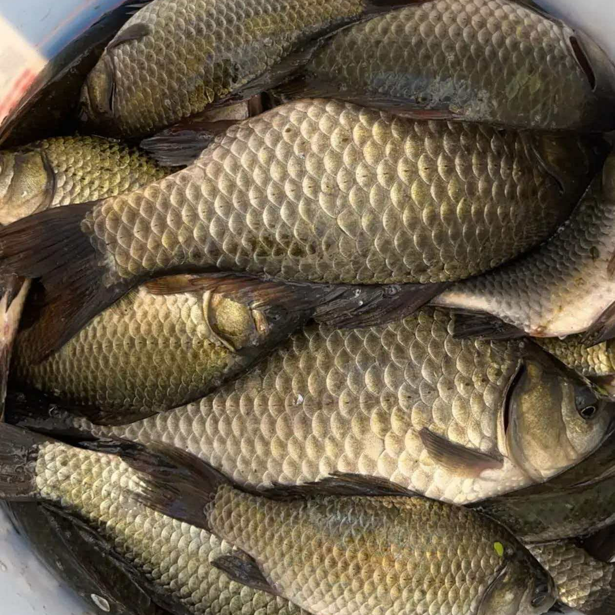 东北野生鲫鱼煲汤鲜美