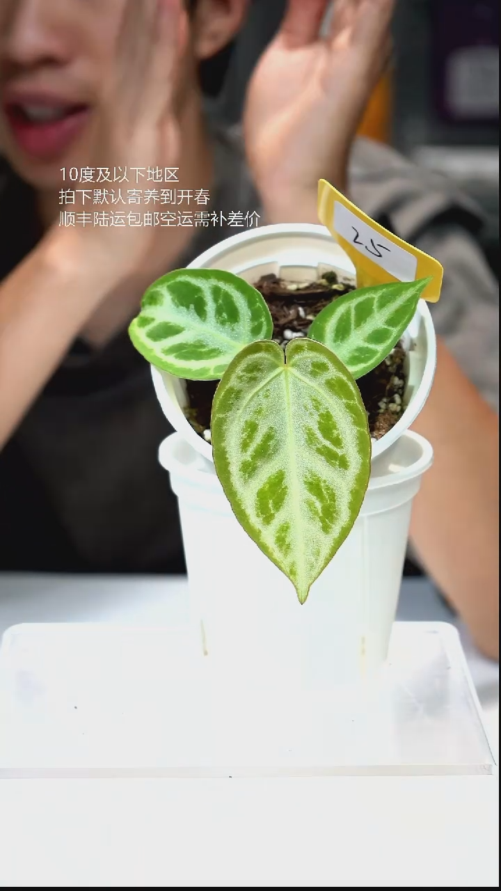 完全开放新品-NO25