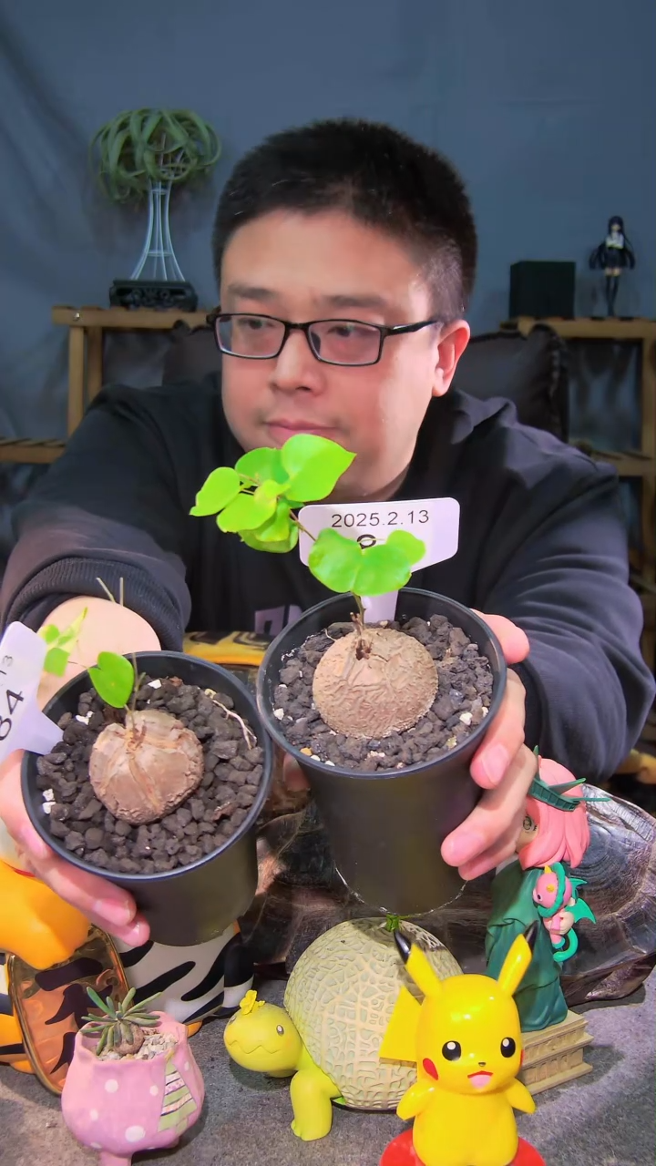 【闪购商品】南非龟甲龙2.13.84