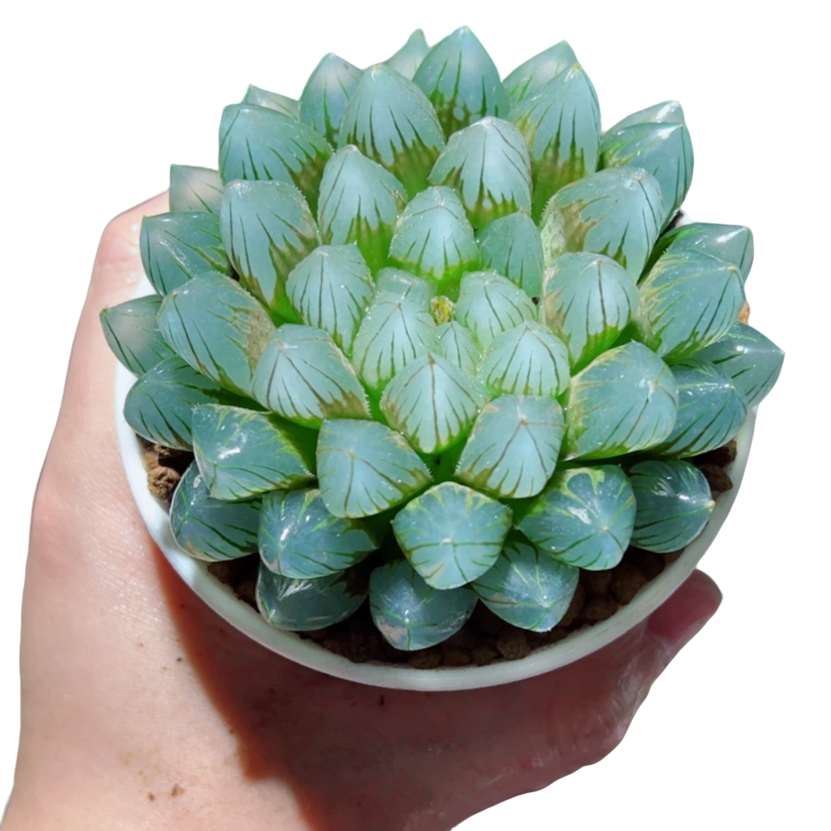 母本黑姬玉露【满18包邮】