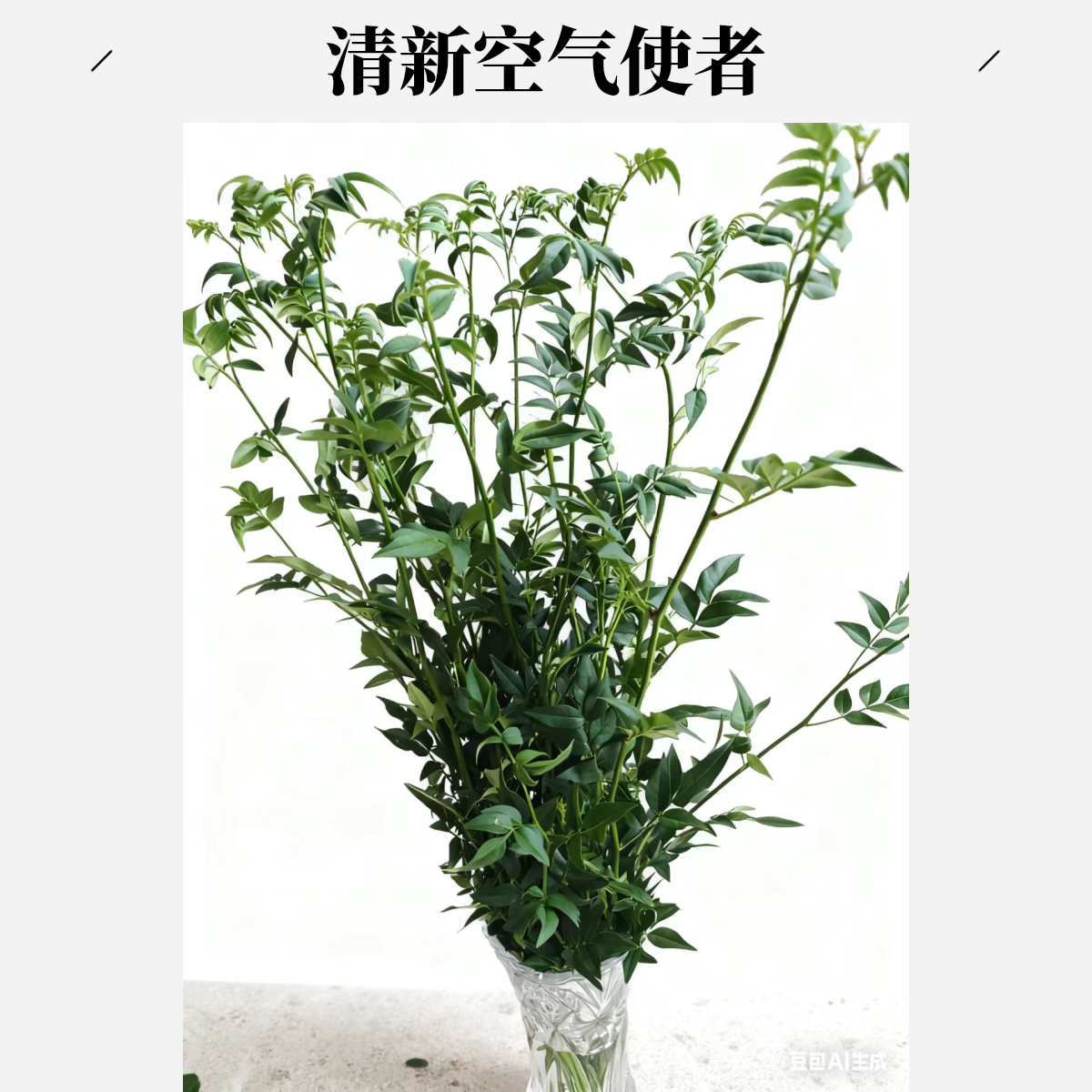 同诚花惠【九星叶   】鲜花次日达顺丰包邮