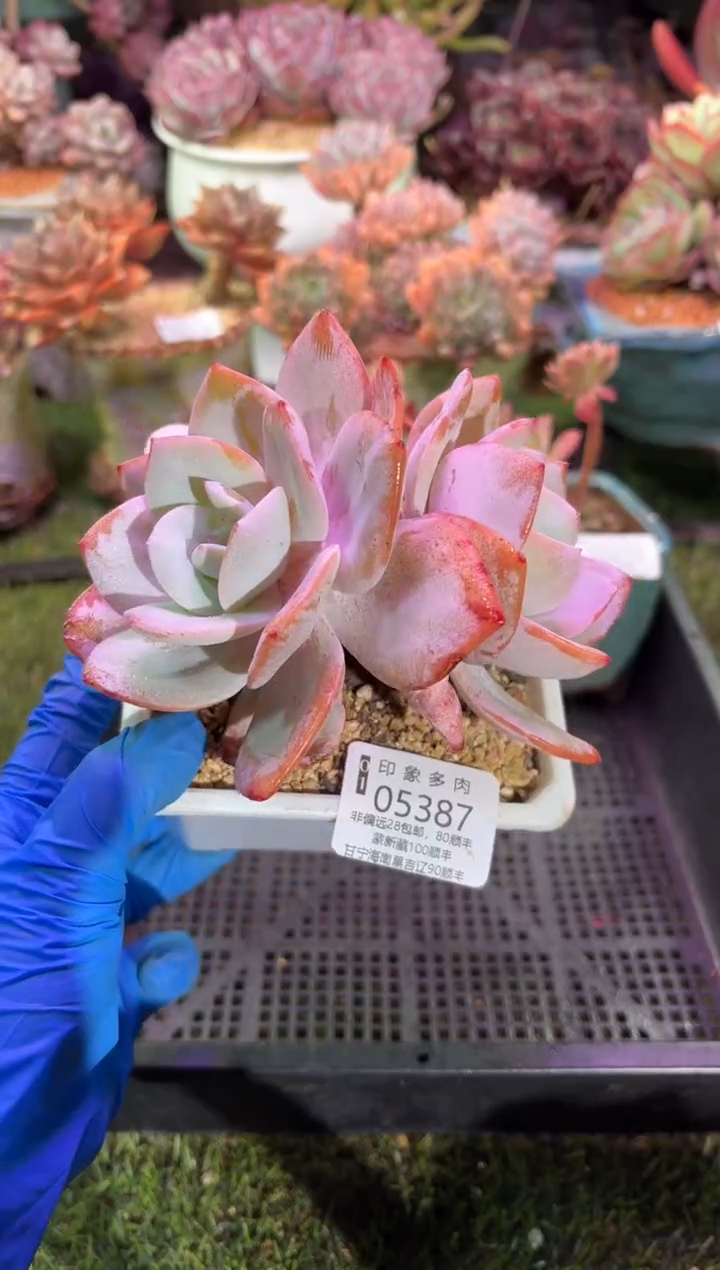 【闪购商品】05387