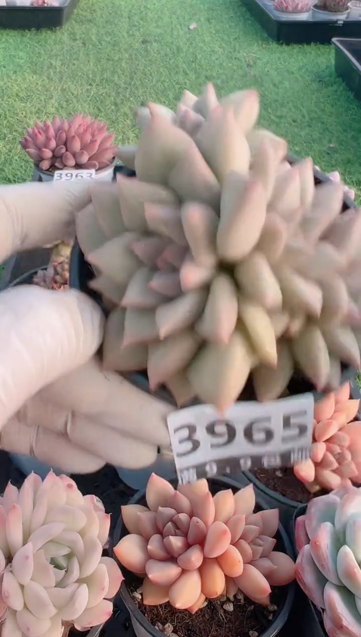 【闪购商品】信福多肉一物一拍